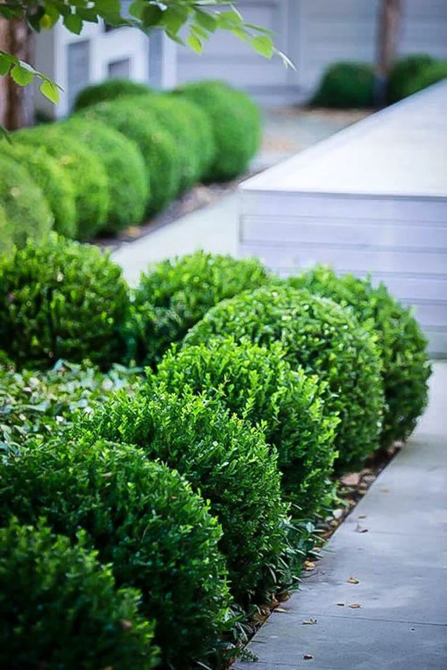 Boxwood