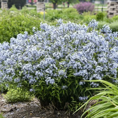 Amsonia