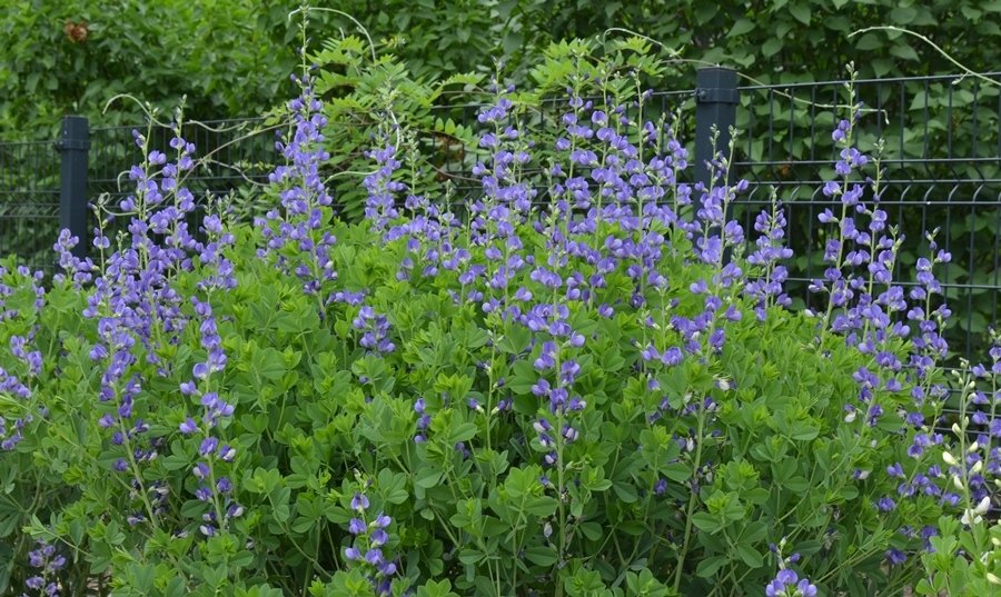 Baptisia Australis