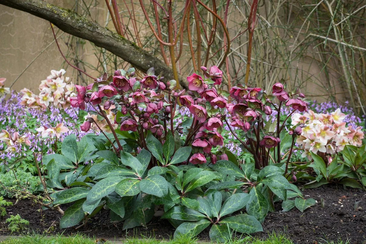 Hellebore