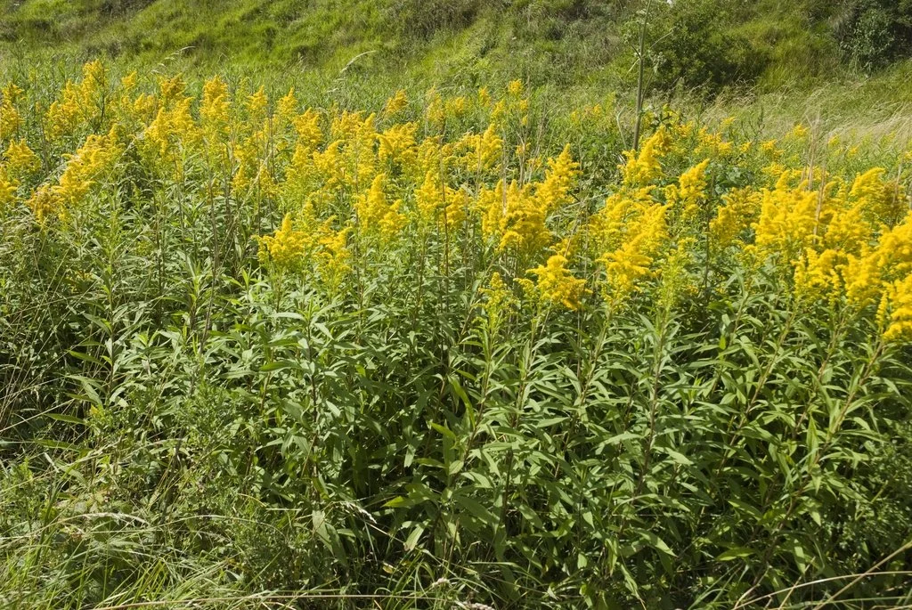 Solidago