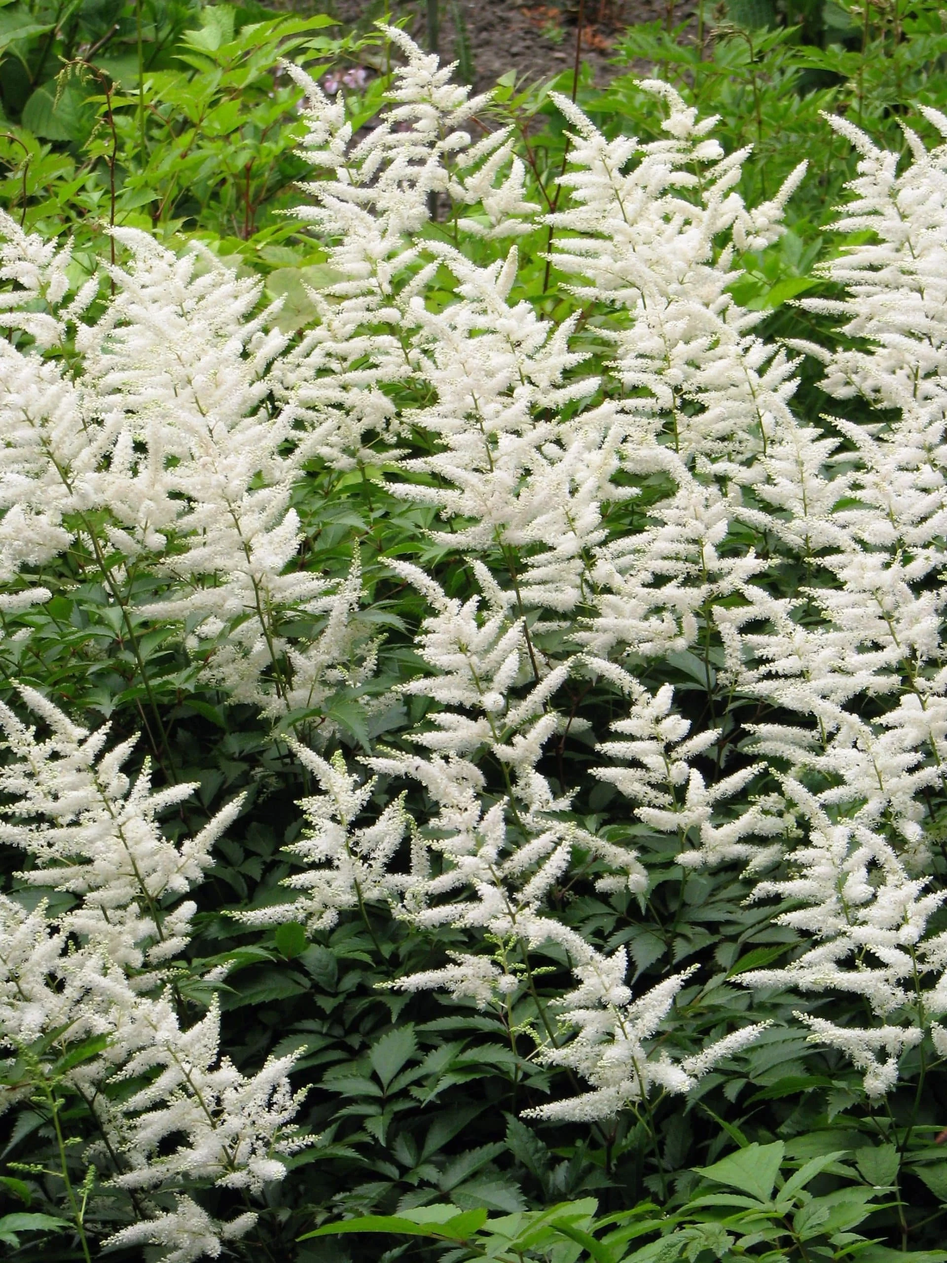 Astilbe, Deutschland 