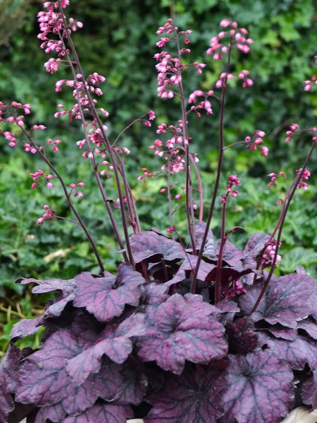 Heuchera