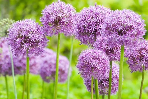 Allium Globemaster