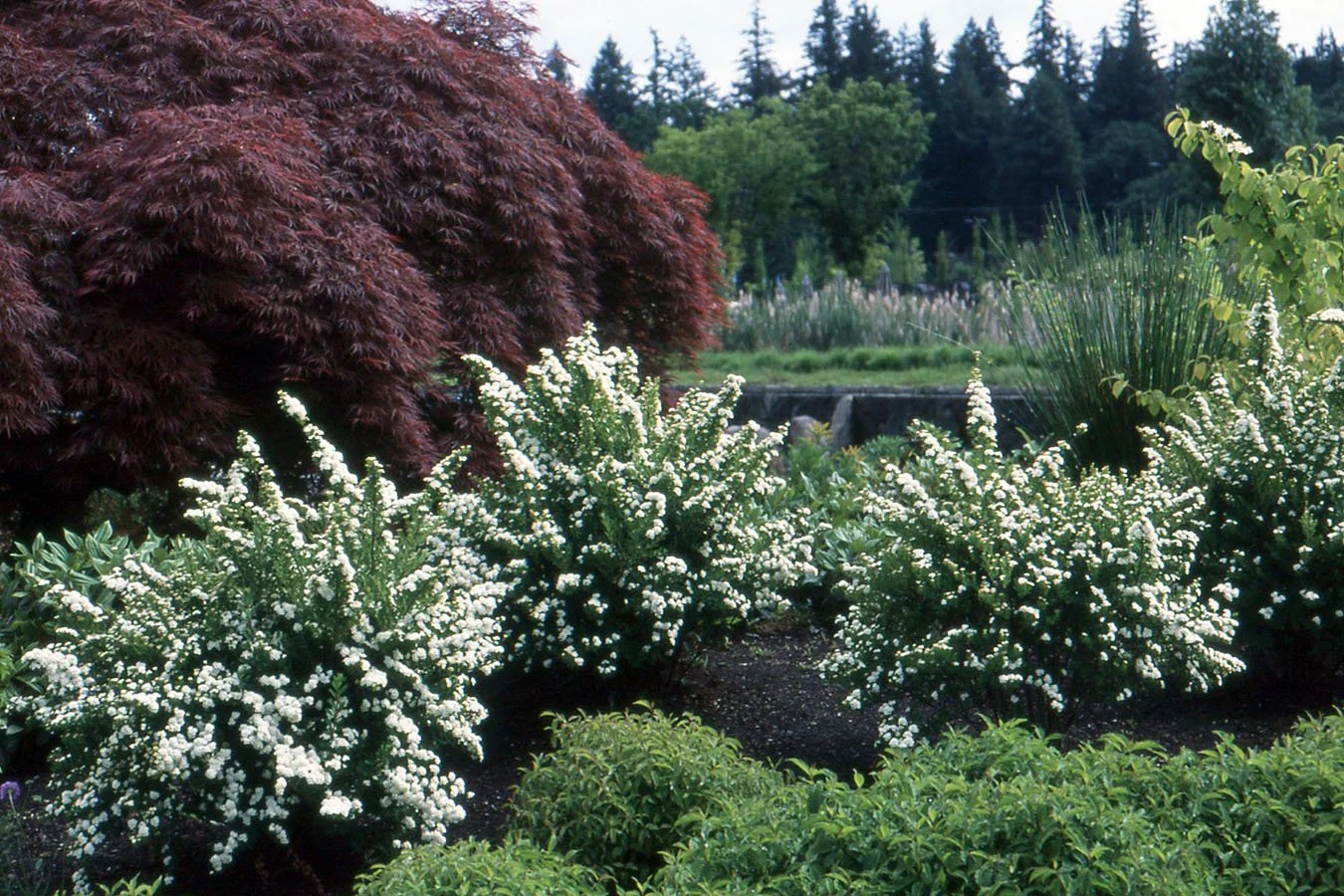 Spirea, Snowmound