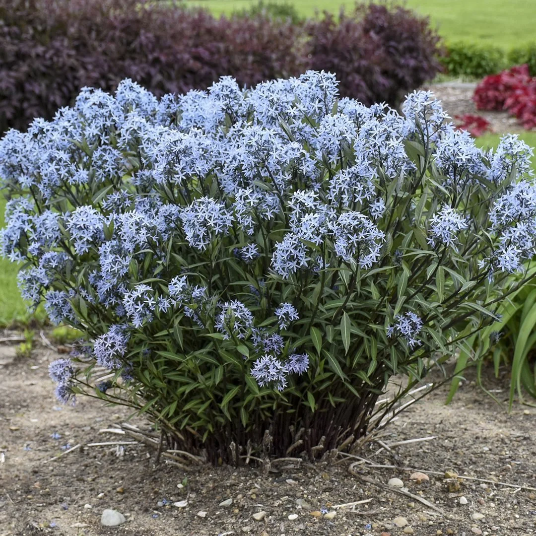 Amsonia Tabernaemontana