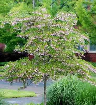 Styrax Tree