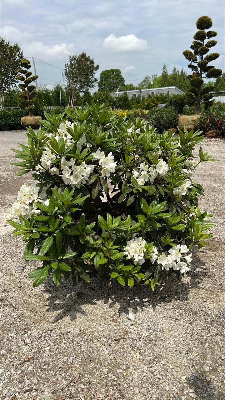 Rhododendron, Chionoides