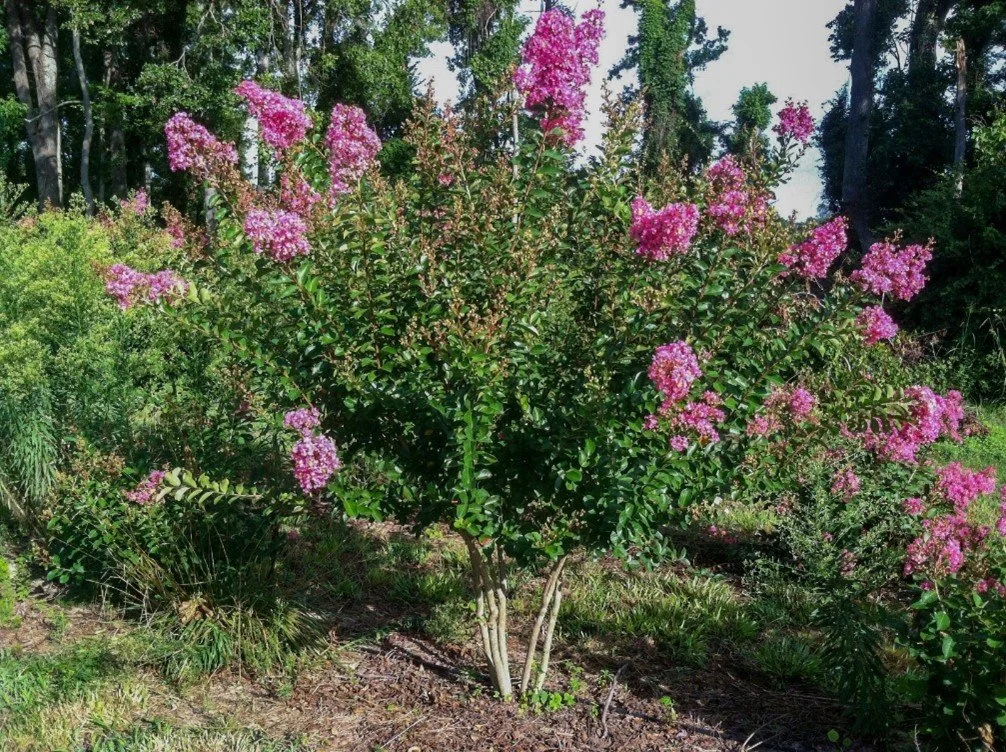 Crape Myrtle