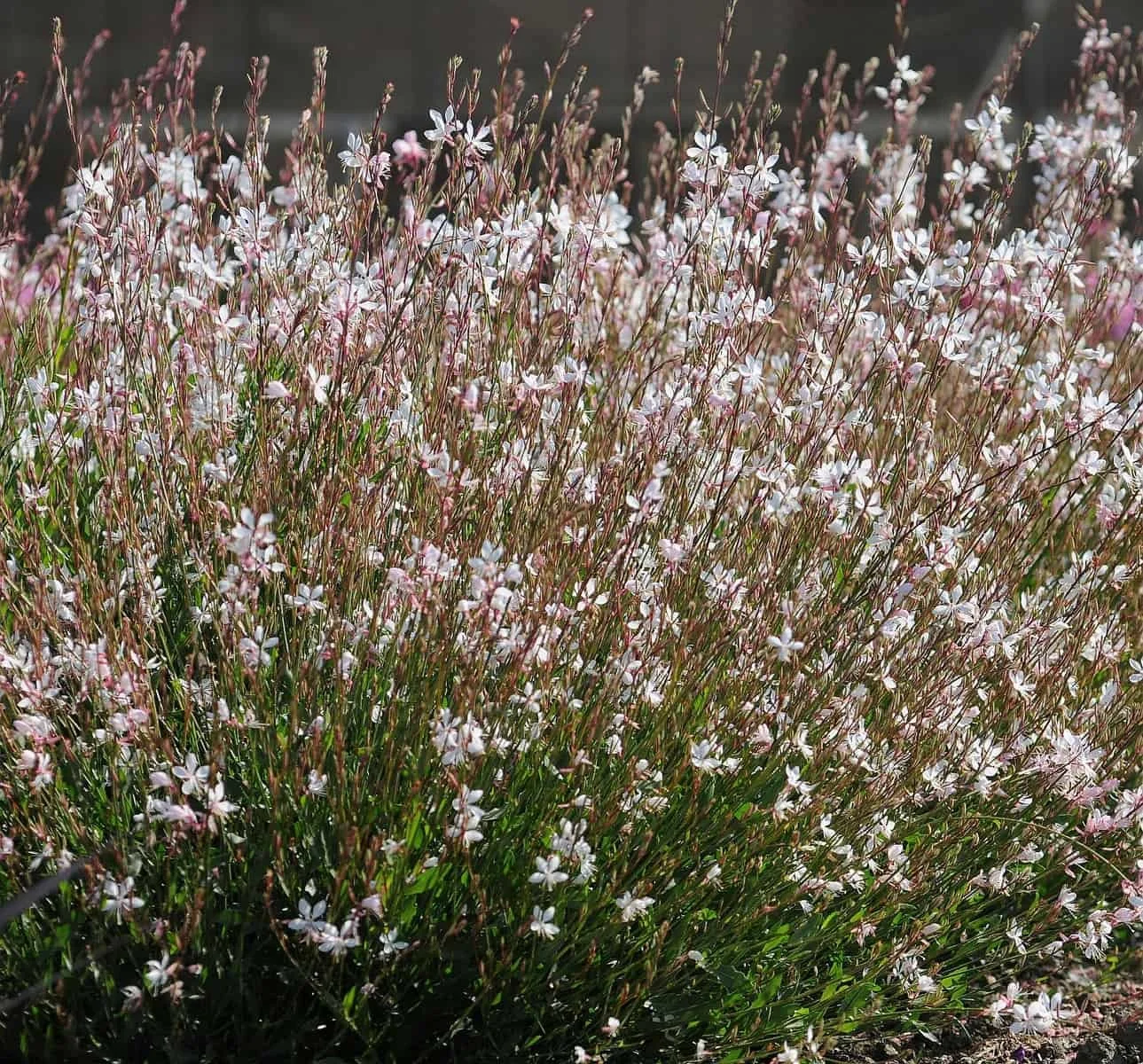 Gaura