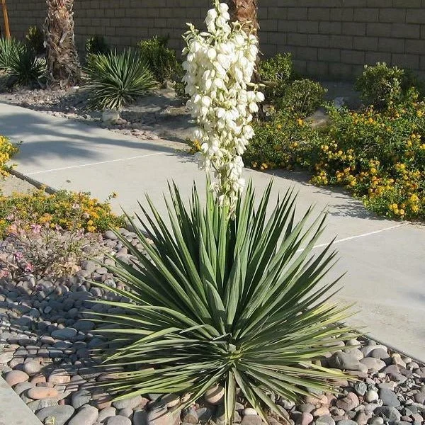 Yucca Filamentosa