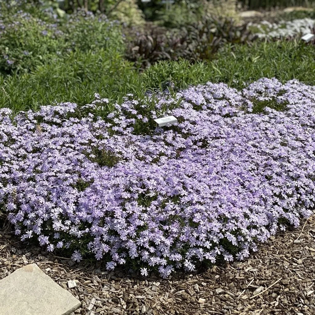 Phlox, Subulata
