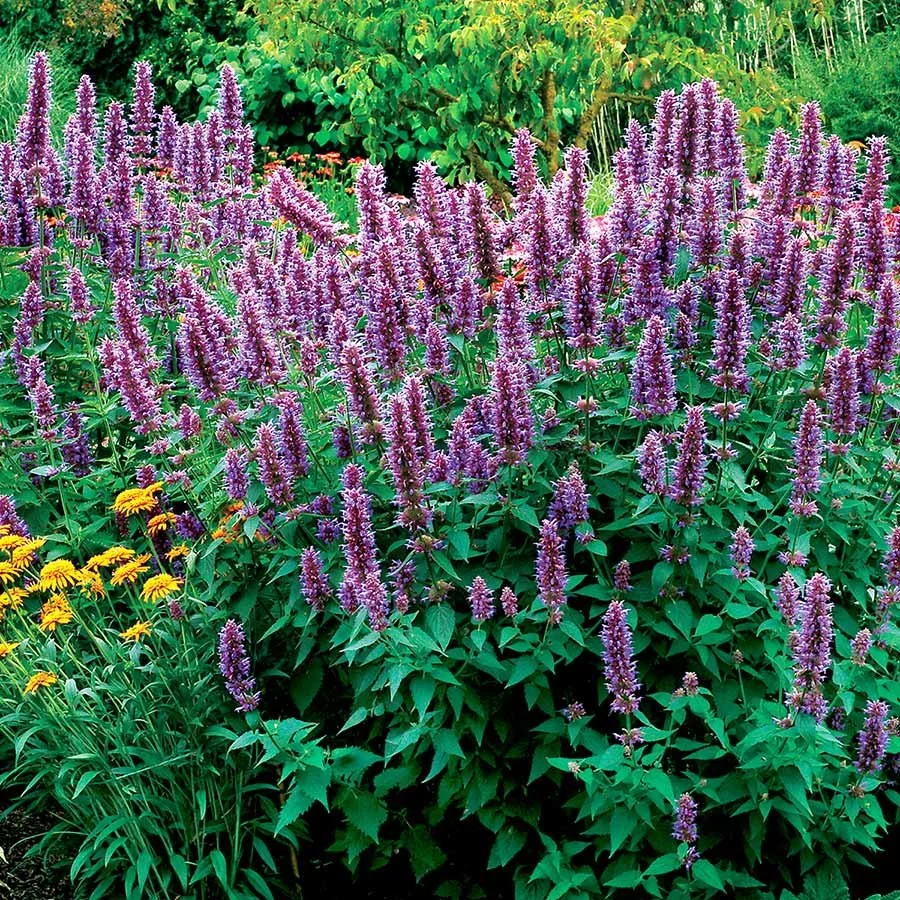 Agastache