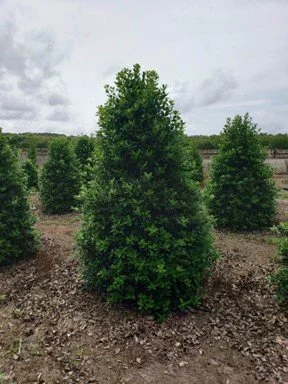 Holly, Nellie Stevens