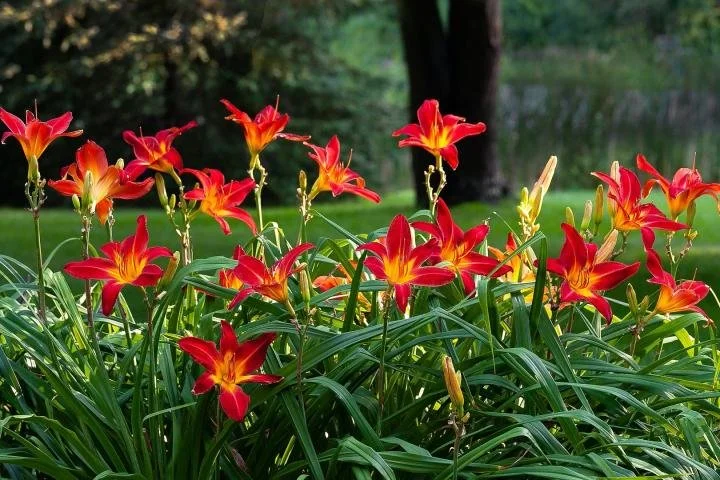 Daylily