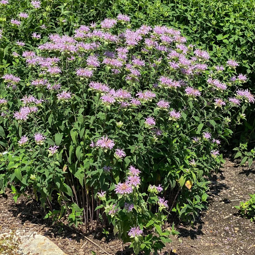 Monarda Fistulosa