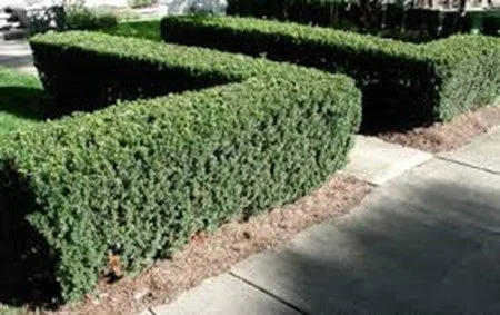 Taxus Hatfield/Hicksii