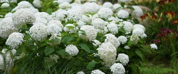 Hydrangea, Annabelle