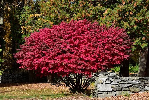 Burning Bush