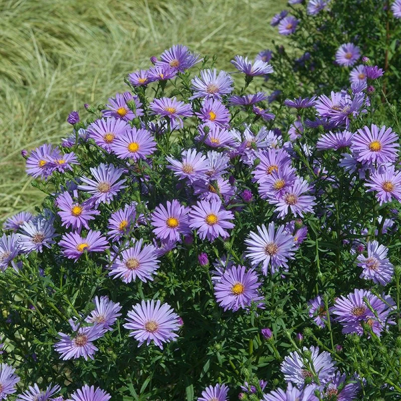 Aster