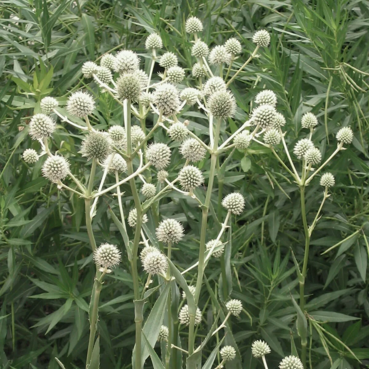 Rattlesnake Master