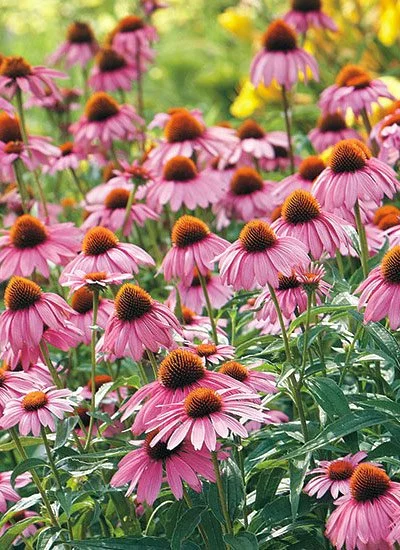 Coneflower