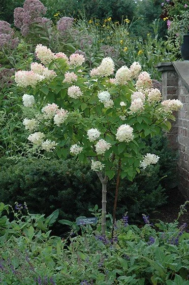 Hydrangea Tree