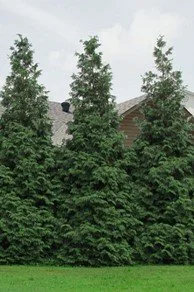 Arborvitae, Spiralis