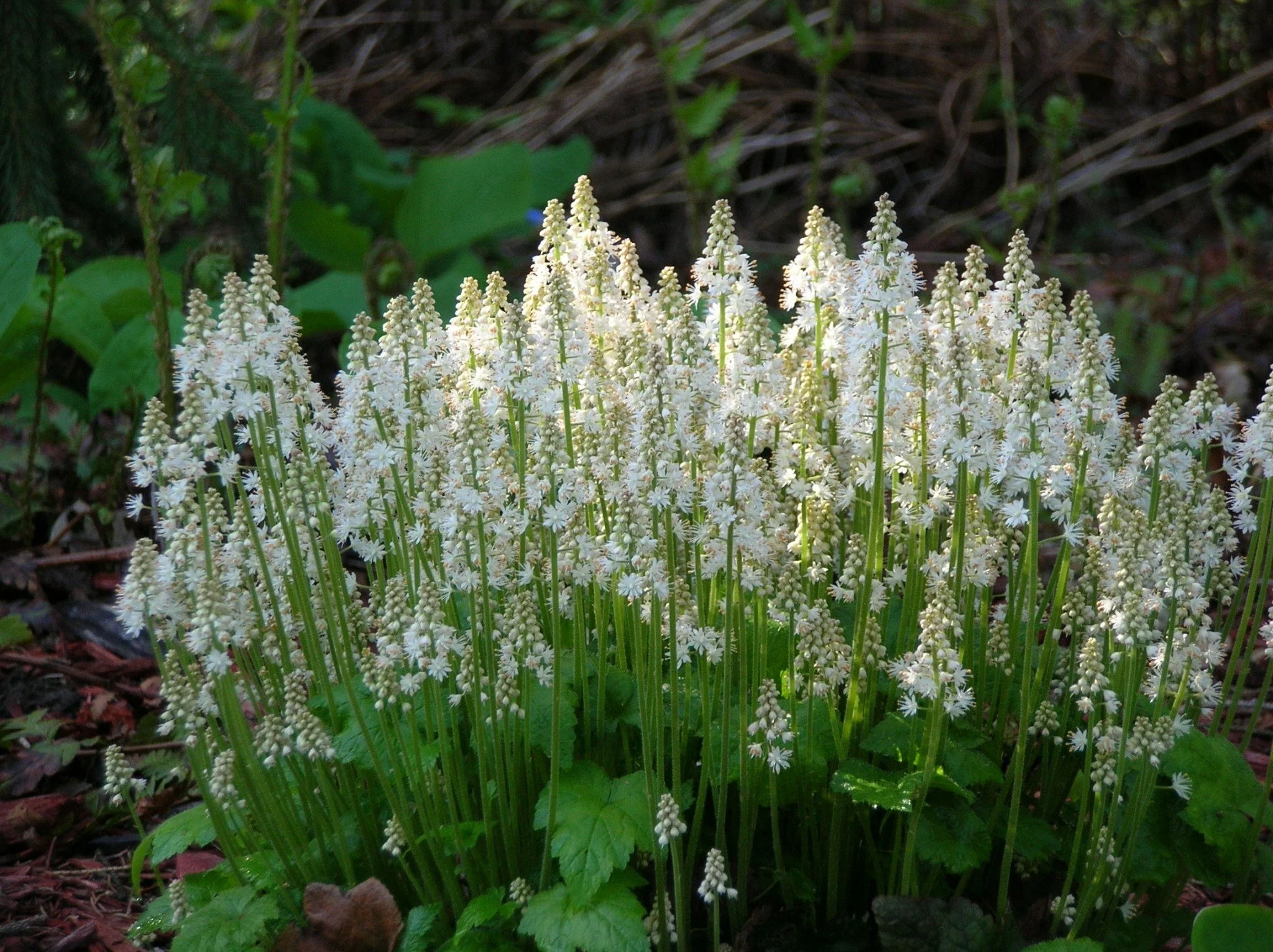 Tiarella