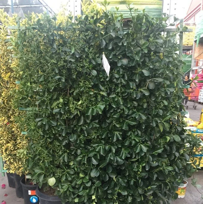 Euonymus Espalier