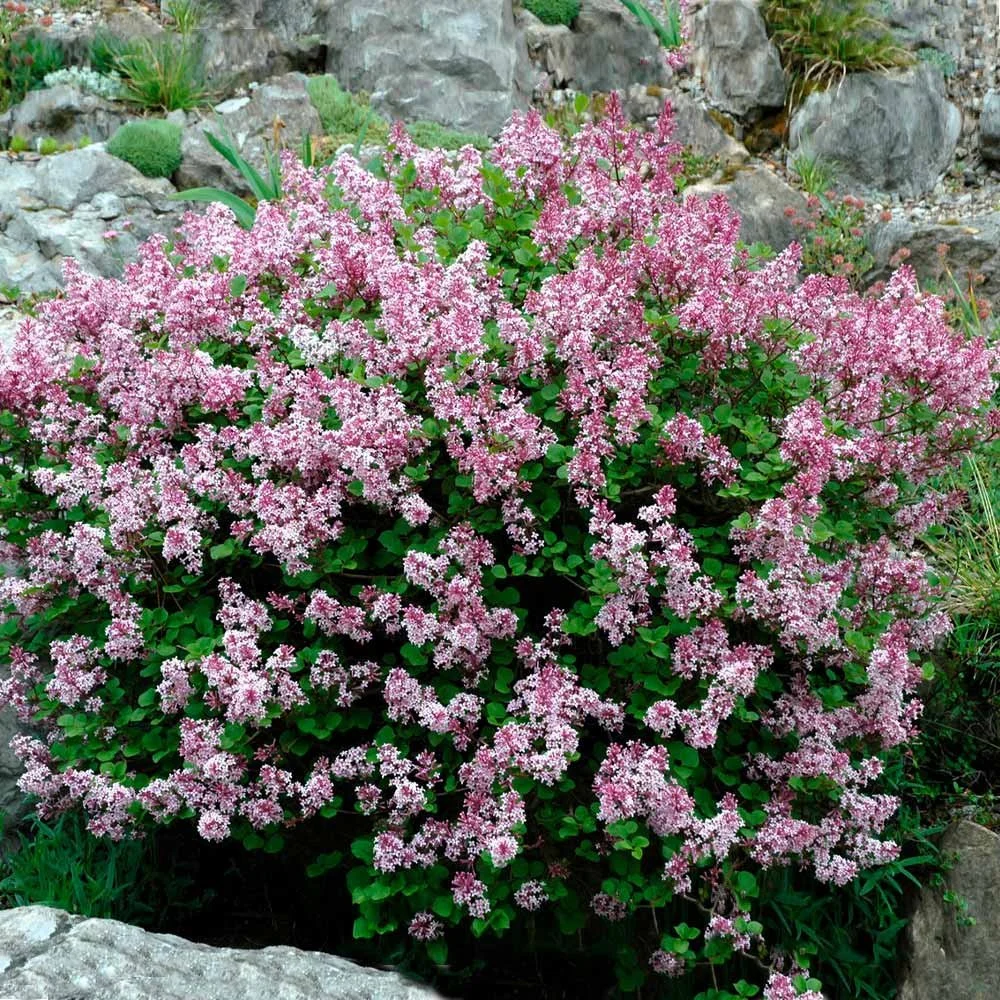 Dwarf Korean Lilac