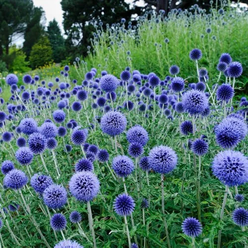 Echinops