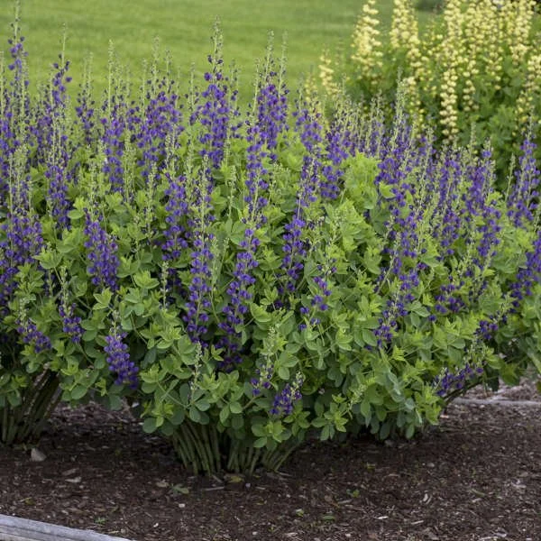 Baptisia