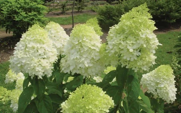 Hydrangea, Limelight