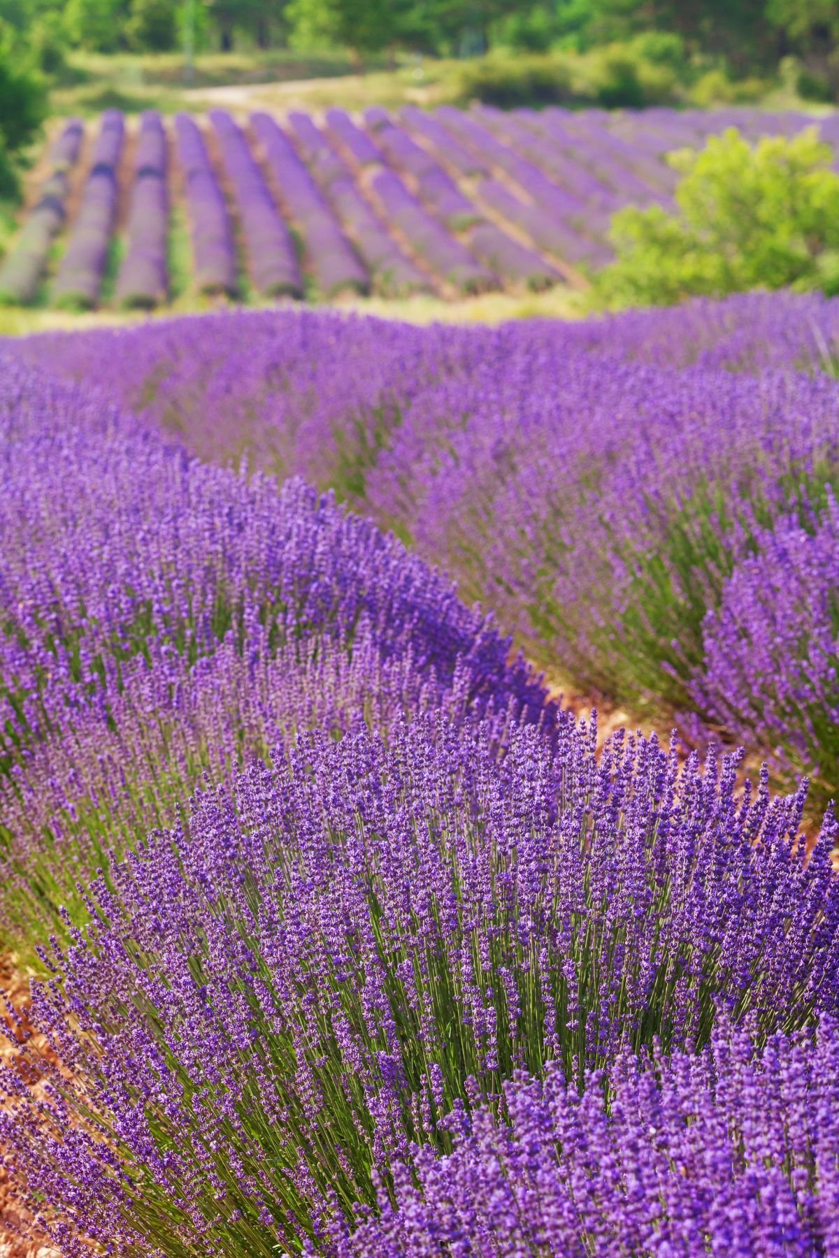 Lavender