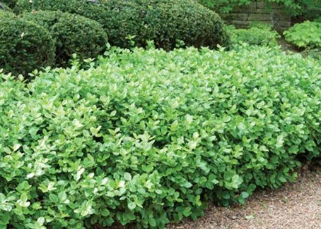 Euonymus Manhattan