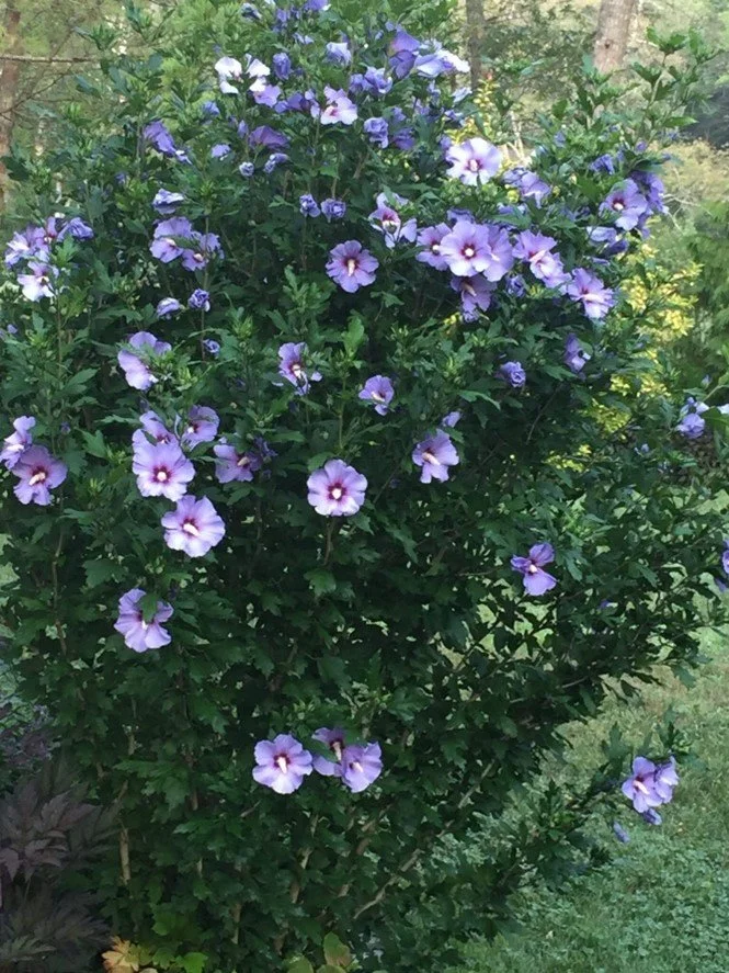 Rose of Sharon