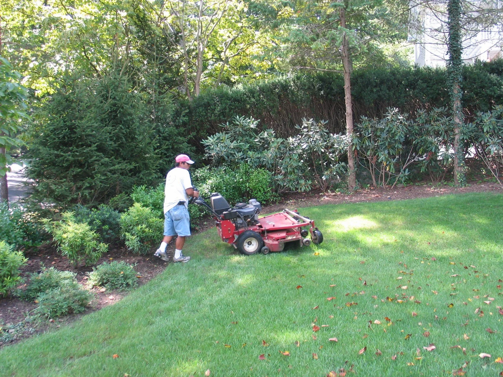 A young person with a white shirt, blue shorts, white socks, and a pink cap mowing a well-manicured lawn with a red riding lawn mower in a backyard surrounded by trees and bushes.
