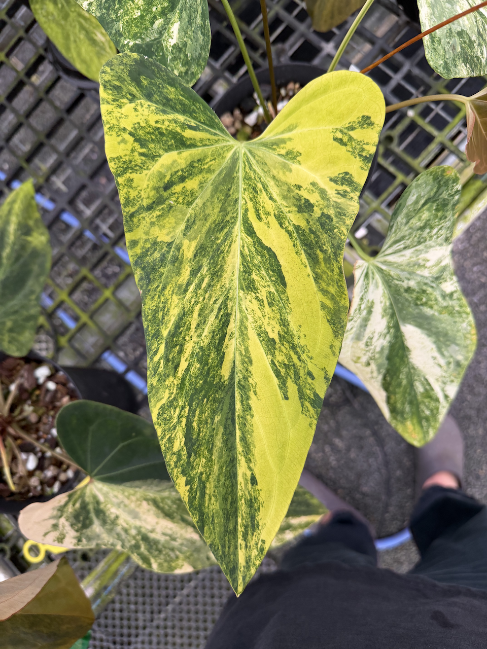 Velvet Delta 47