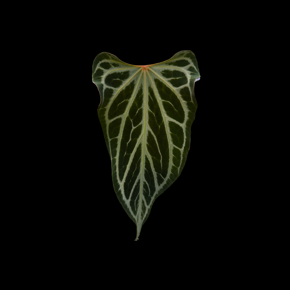 Anthurium Red FTG crystallinum