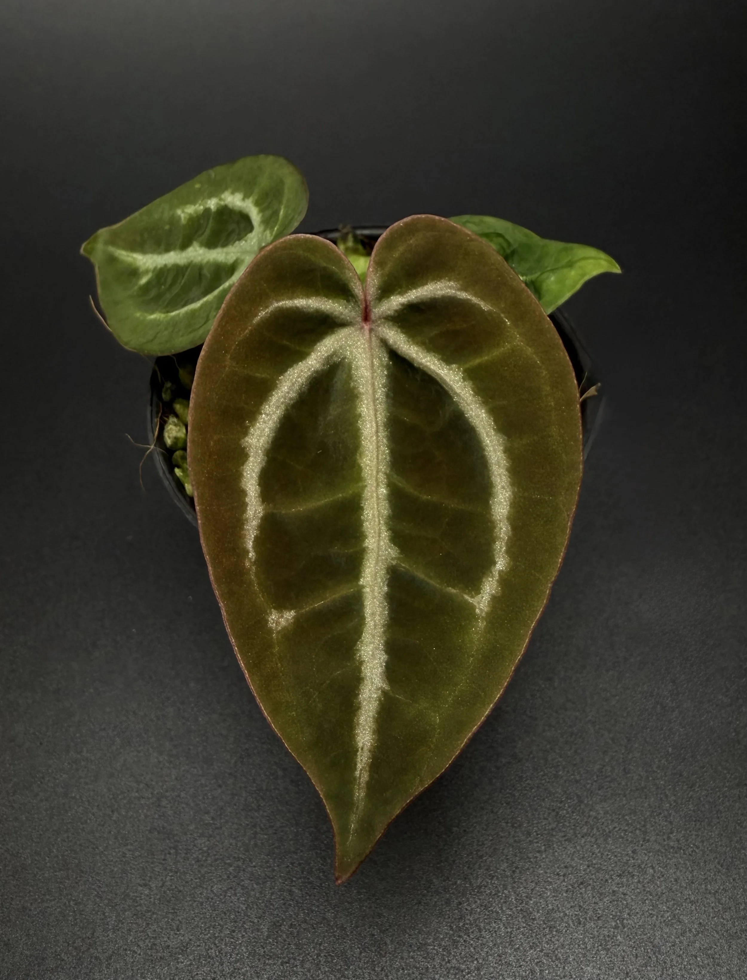 (A.Red velvet cake x A.Dark handsome) x A.Dreamweaver