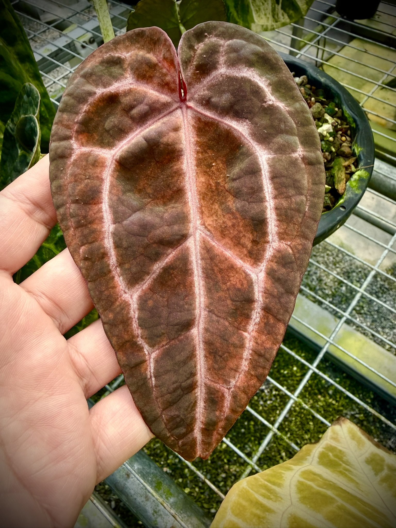Anthurium Velvet Cake Variegated.JPEG
