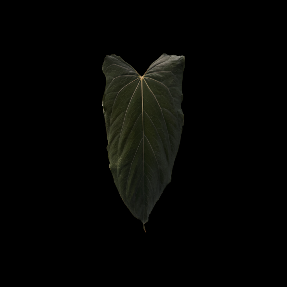 Anthurium papillilaminum RL