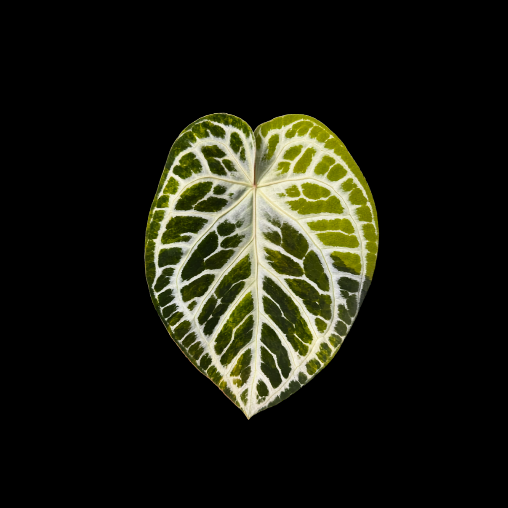 Anthurium Grease Lightning
