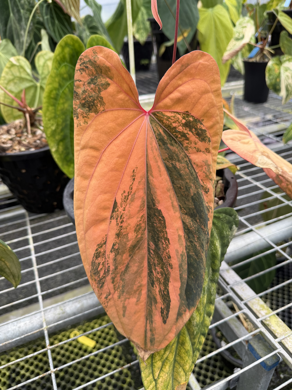 Anthurium Cleo 03