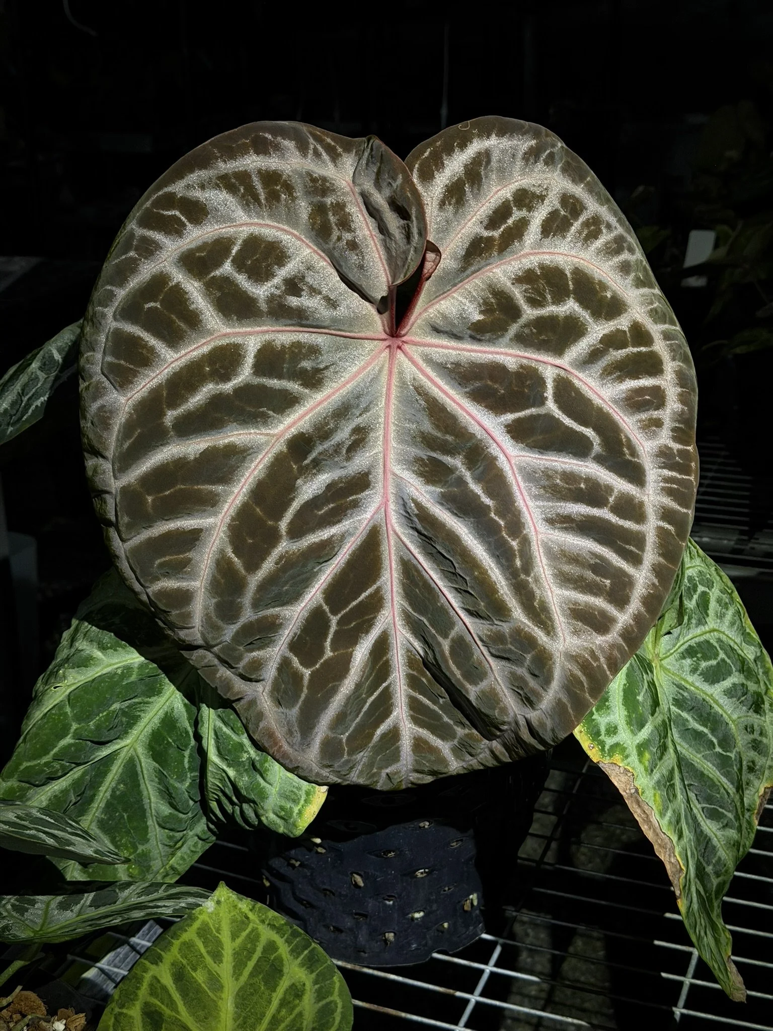 Anthurium Pink Lemonade
