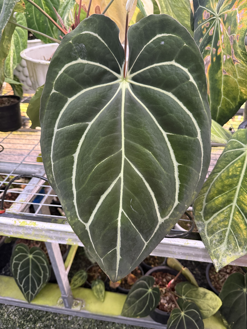Anthurium carlablackiae