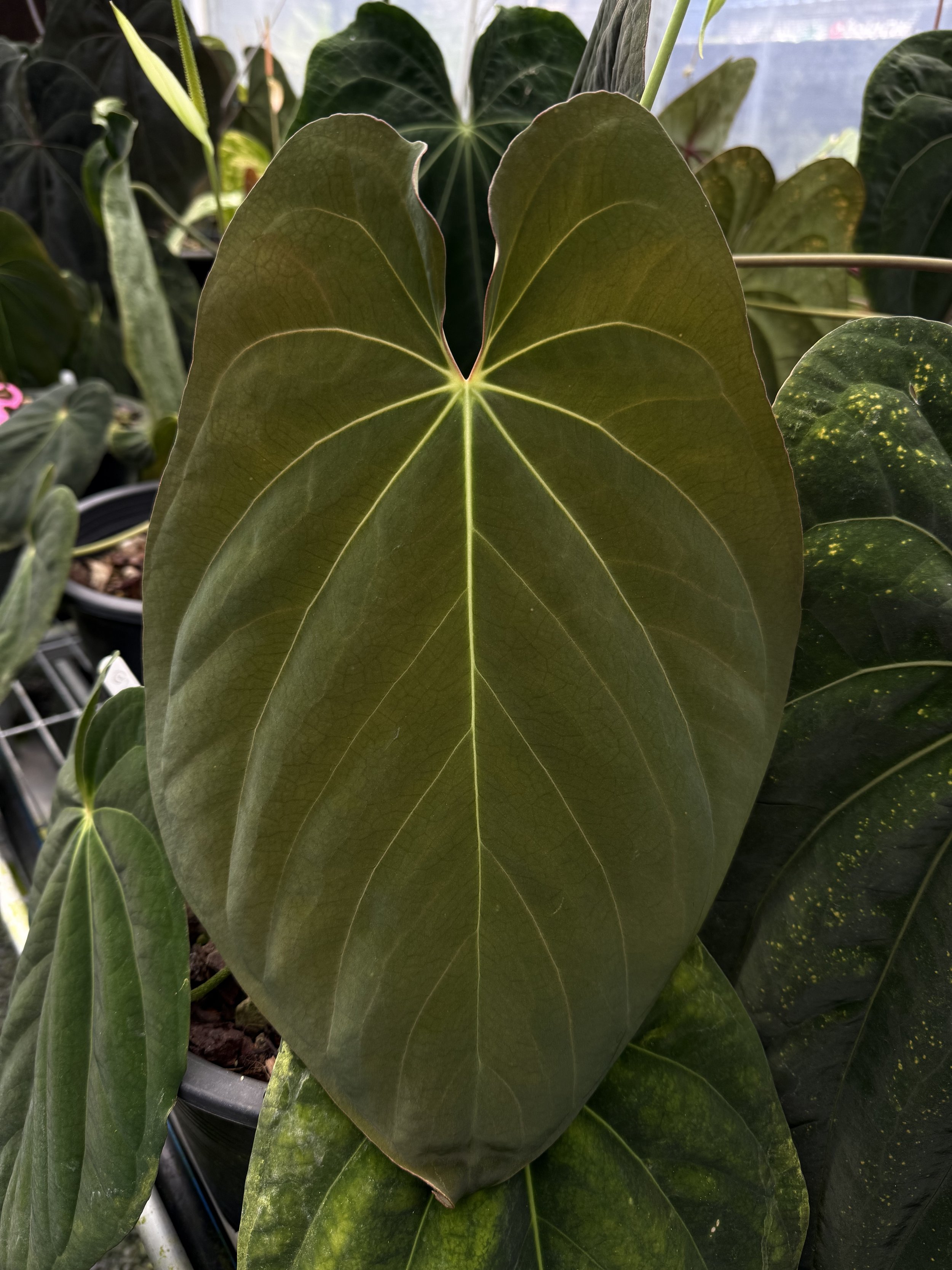 Anthurium Antolakii Black Velvel Eastern Panama SCOTTC.jpeg