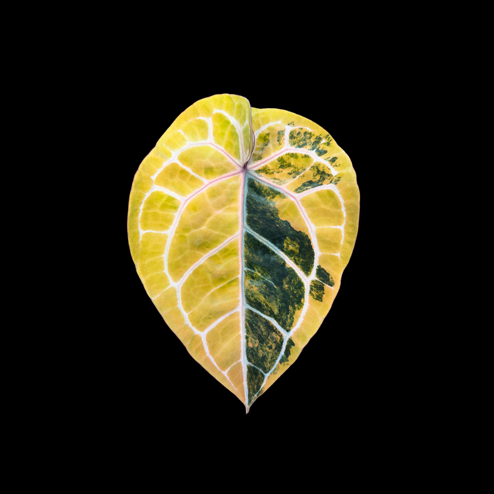Anthurium Michelle var. G02