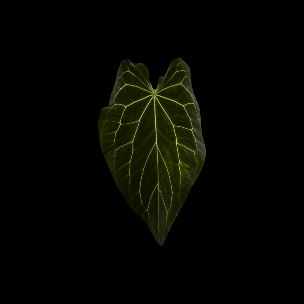 Anthurium forgetii hybrid